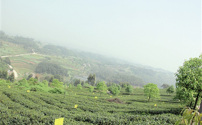 “永川秀芽”地理商标让永川茶产业驰名中外